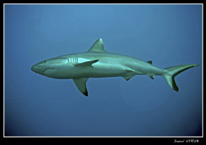Charcharinus amblyrhynchos - Grey reef shark - most commo... by Daniel Strub 
